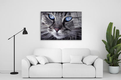Kedi Yatay Cam Tablo