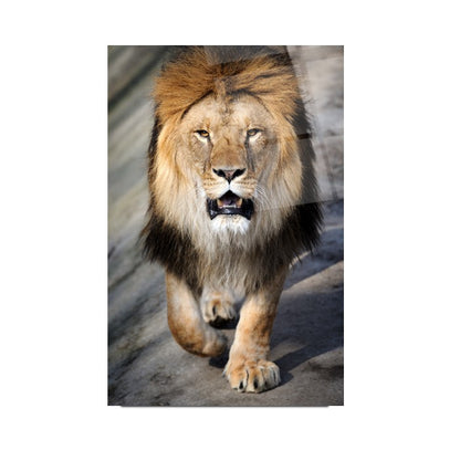 Aslan Dikey Cam Tablo